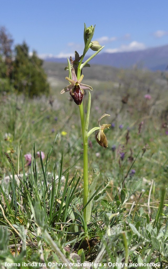 Ophrys crabronifera nellAbruzzo aquilano - aprile  2022.